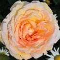 Liverpool Hope Potted Rose