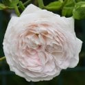 Long John Silver Potted Rose