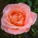 Lovely Lady Potted Rose
