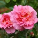 Laura Louisa Potted Rose