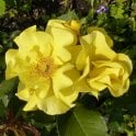 Lichtkonigin Lucia Bare Root Rose