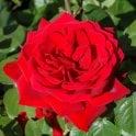 Loving Memory (Bush) Potted Rose