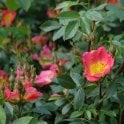 Lady Penzance Potted Rose