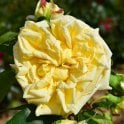 Ley’s Perpetual Bare Root Rose