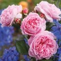 Lovely Parfuma Potted Rose