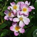 Lyda Rose Potted Rose