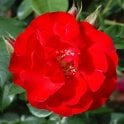 La Sevillana Potted Rose