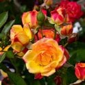 Little Sunset Potted Rose