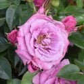Lavender Symphonies Potted Rose