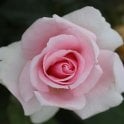 Let There Be Love Potted Rose