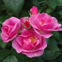 Lucky! Potted Rose