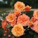 La Villa Cotta Potted Rose