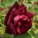 Louis XIV Potted Rose