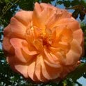 Maigold Potted Rose