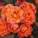 My Angel (Patio Rose) Bare Root Rose