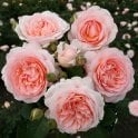 Marchenzauber Potted Rose