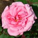Martha Potted Rose