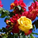 Masquerade (Climber) Potted Rose