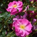 Magic Carpet Potted Rose