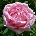 Madame Caroline Testout (Climber) Potted Rose