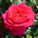 My Dad Potted Rose