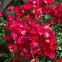 Marjorie Fair Potted Rose