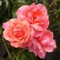 Margaret Greville Potted Rose