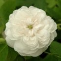Madame Hardy Potted Rose