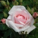 Many Happy Returns Potted Rose