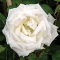 Mrs Herbert Stevens Potted Rose