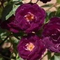 Midnight Blue Potted Rose