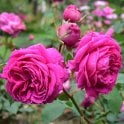 Madame Isaac Pereire Potted Rose