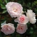Marie-Jeanne Bare Root Rose