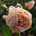 Madame Jules Gravereaux Bare Root Rose
