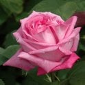 Mrs John Laing Potted Rose