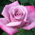 My Lovely Dad Potted Rose