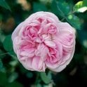 Madame Lois Leveque Bare Root Rose