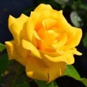 My Lovely Mum Potted Rose