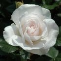 Margaret Merril Potted Rose