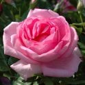 Mum In A Million (Bush) Potted Rose