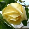 Marechal Niel Bare Root Rose