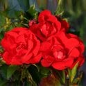 Moment In Time (Bush Rose) Bare Root Rose