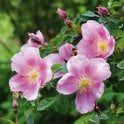 Mary Queen Of Scots Bare Root Rose