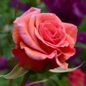 Mrs Sam Mcgredy Bare Root Rose
