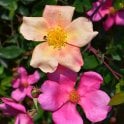 Mutabilis Potted Rose