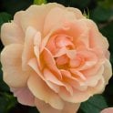 New Beginnings Potted Rose