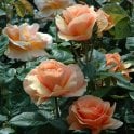 Norwich Castle Potted Rose