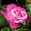 Nelson's Journey Potted Rose