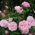 Nathalie Nypels Potted Rose