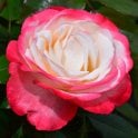 Nostalgia Potted Rose